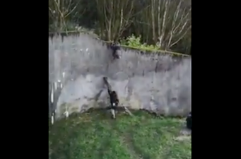 WATCH: Amazing footage of chimpanzees escaping their enclosure in Belfast Zoo