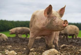 Woman eaten alive by her own pigs