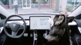 Tesla launches new ‘dog mode’ to keep your good boys safe in the car