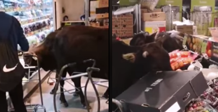 Rogue herd of cows invade Hong Kong supermarket in dramatic coup d’etat