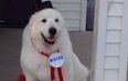 Duke, the good boy mayor of Minnesota town, has died