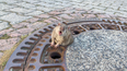 Exclusive interview with the rat that was too fat to fit through a sewer cover