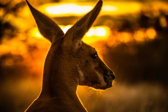 Paraglider lands safely, is immediately attacked by kangaroos