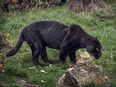 Woman attacked by jaguar after climbing into enclosure for a selfie