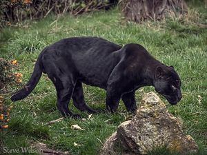 Woman attacked by jaguar after climbing into enclosure for a selfie