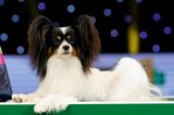 A comprehensive rundown of all the good boys spotted at Crufts 2019