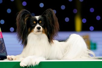 A comprehensive rundown of all the good boys spotted at Crufts 2019