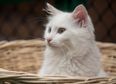 Leading French politician names cat Brexit because he’s reluctant to leave