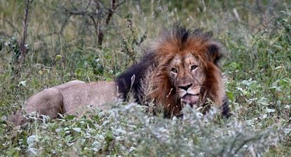 Suspected poacher killed by elephant and then eaten by lions