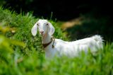 Jogger in Ireland gets caught in footrace with rogue goat