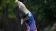 Man attacked and killed by giant cassowary bird after falling over