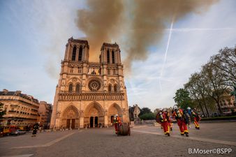 200,000 bees on Notre Dame roof survive fire