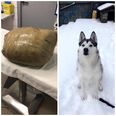 Woman returns from holiday to find dead pet husky wrapped in masking tape by kennel