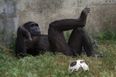 This video of a chimp scrolling through Instagram is incredible