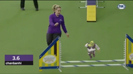 Someone has made a video of Shrek running the Crufts obstacle course. No, really