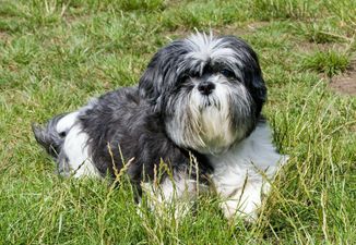 Healthy dog put down in United States so it could be buried with owner