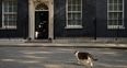 Larry the Cat had to be carried out of the way in order for Theresa May to resign