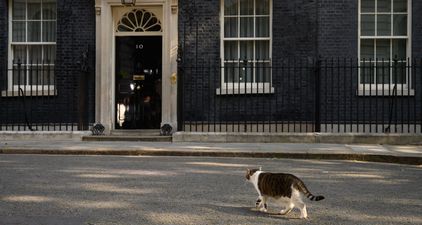 Larry the Cat had to be carried out of the way in order for Theresa May to resign