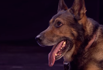 Police dog Finn’s law comes into effect