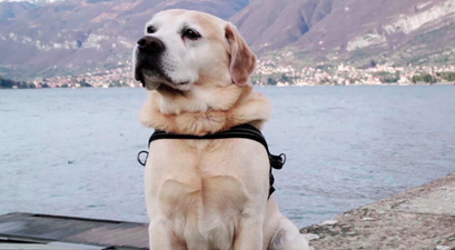 Netflix want to tell your dog’s story in Season 2 of their beloved documentary series