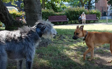 How to keep your dog safe during a heatwave