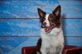 Furst Dates: Going speed dating with dogs