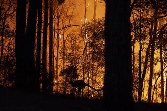 The terrifying scale of Australia’s bush fires