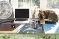 Working from home: Survival Guide