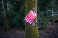 HS2 protesters take to the trees to halt construction