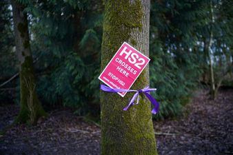 HS2 protesters take to the trees to halt construction