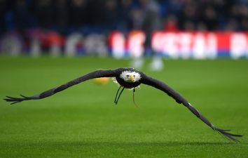 An ode to Kayla, Crystal Palace’s beloved eagle