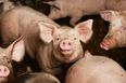 New swine flu with “pandemic potential” found by researchers in China