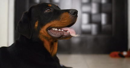 Dog carries 30 pound dumbbell around in its mouth as a toy