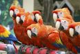 Five parrots removed from wildlife park for constantly swearing at customers