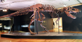 Tyrannosaurus rex named ‘Stan’ sells at auction for £35 million