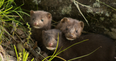 Denmark to cull 17 million minks due to COVID-19 mutation found in farms