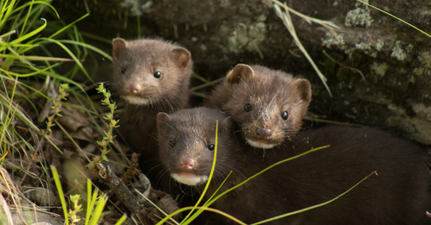 Denmark to cull 17 million minks due to COVID-19 mutation found in farms