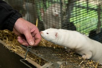 UK bans visitors from Denmark over mink Covid-19 concerns