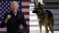 Joe Biden’s dog Major to become first rescue dog in the White House