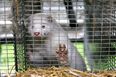 Dead mink rise from the grave following Covid culls in Denmark