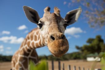 Baby giraffe named ‘Margaret’ in honour of first woman to receive Covid vaccine