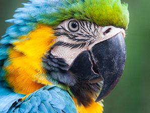 Pet parrot ‘Eric’ saves man from house fire in Brisbane