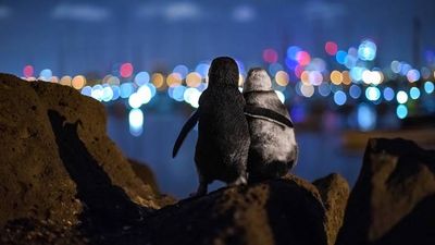 Penguins comforting each other wins ‘Best Picture of 2020’ award