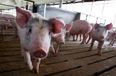 Pigs can play video games using their snouts, according to new study