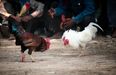 Indian man killed by rooster in illegal cockfight