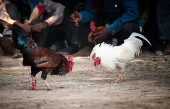 Indian man killed by rooster in illegal cockfight