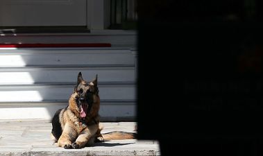 Joe Biden’s dogs sent home from White House following ‘biting incident’