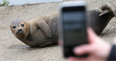 Thames seal nicknamed Freddie Mercury put down after dog attack