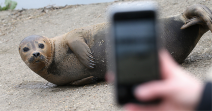 Thames seal nicknamed Freddie Mercury put down after dog attack