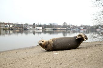 Woman whose dog attacked Freddie the seal to face no criminal charges